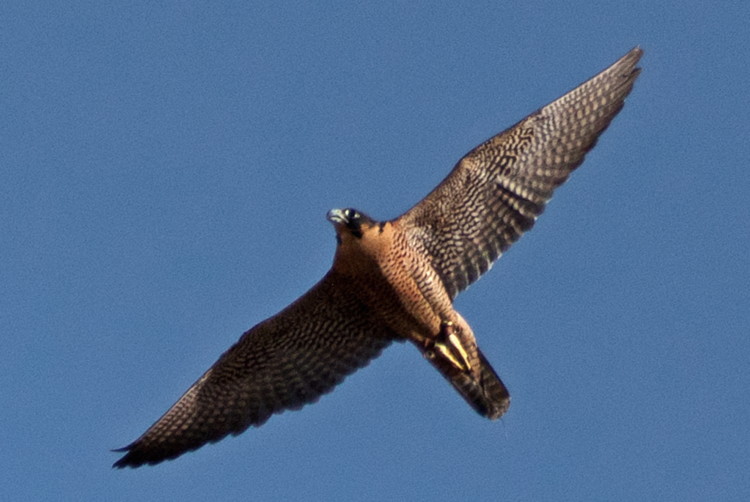 Peregrine Falcon by Ian Collier