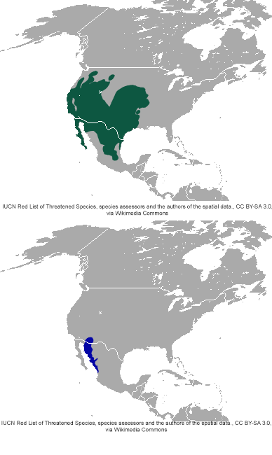 Range Map for Black-tailed and Antelope Jackrabbit