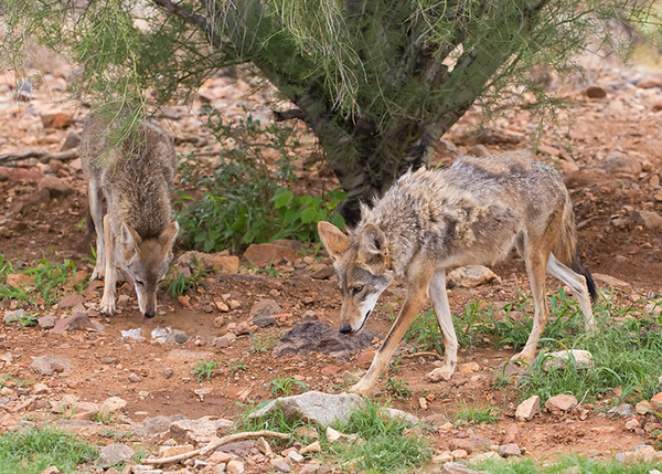 Photo of Coyote