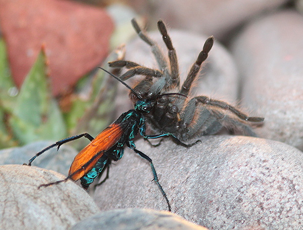 Photo of Pepsis Wasp