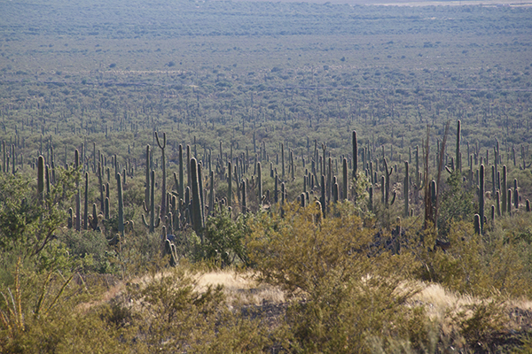 Photo of Saguaro Cactus