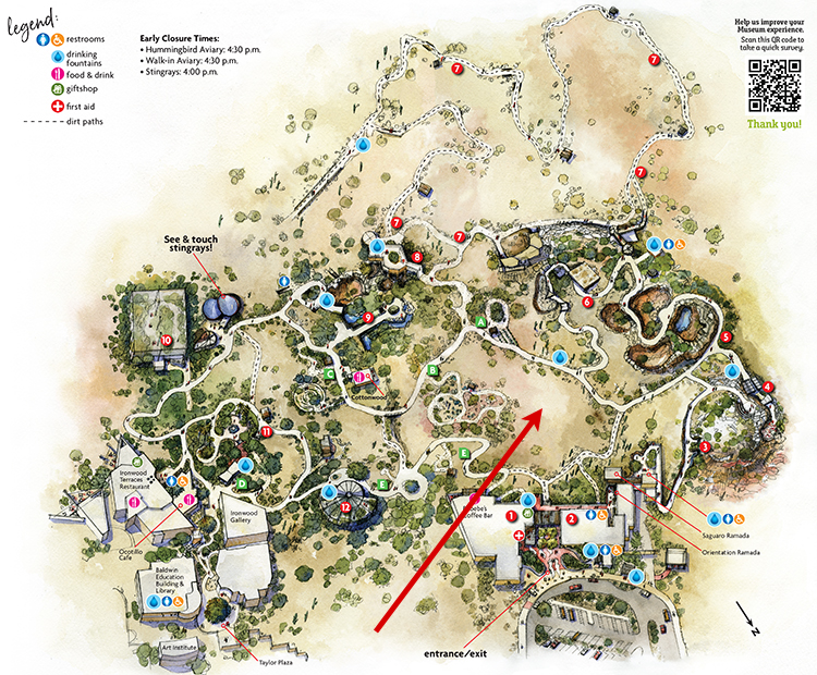 Museum map showing location of Saguaro Cactus