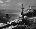 Thumbnail of Sheridan Oman - Isla San Esteban Chuckwalla - circa 1960s