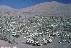 Kelso Dunes in 1973