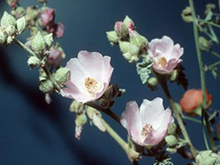 Desert Globemallow