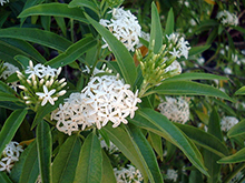 Nacapule Jasmine