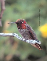 Anna's Hummingbird