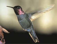 Anna's Hummingbird