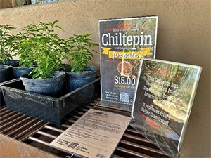Chiltepins at last year's Plant Sale