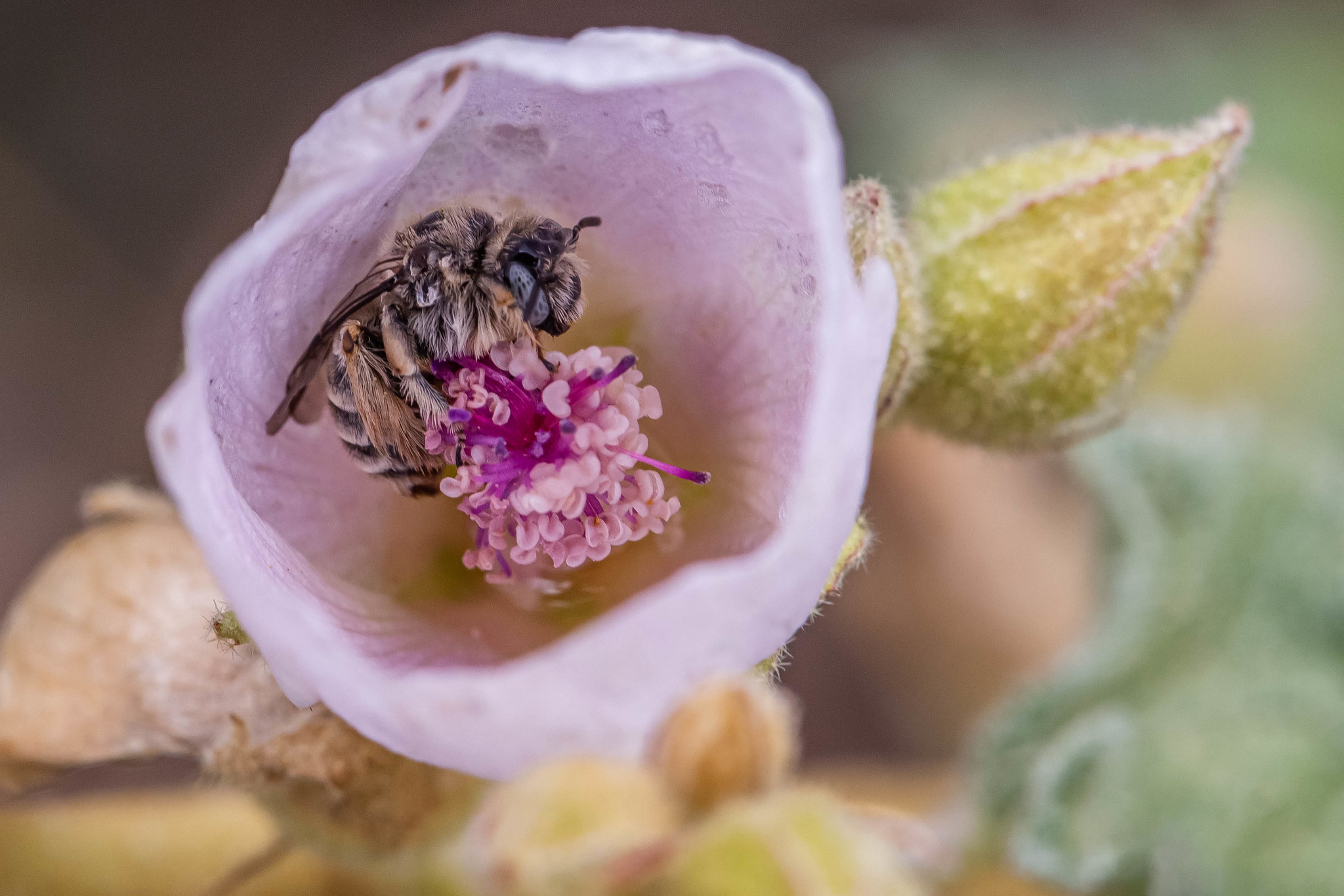 Bee inside globemallow flower