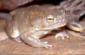 Sonoran Desert Toad