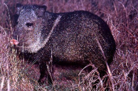 Collared Peccary